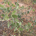 Acacia humifusa