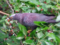 Columba arquatrix