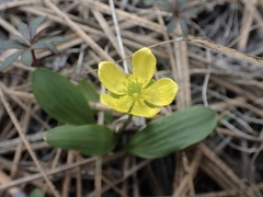 Ranunculus glaberrimus ellipticus