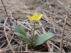 Ranunculus glaberrimus ellipticus