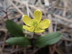Ranunculus glaberrimus ellipticus