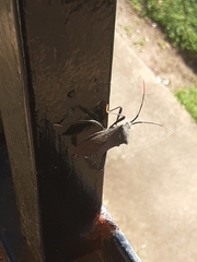 Acanthocephala declivis