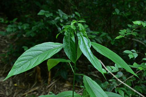 Mayflower Glorybower