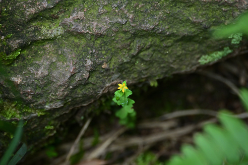 Japanese St. Johns wort
