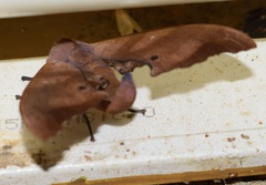 Marumba nympha