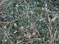 Ceanothus prostratus prostratus