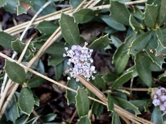 Ceanothus prostratus prostratus