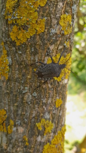 Mediterranean Spiny Stink Bug