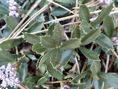 Ceanothus prostratus prostratus