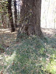 Ceanothus prostratus prostratus