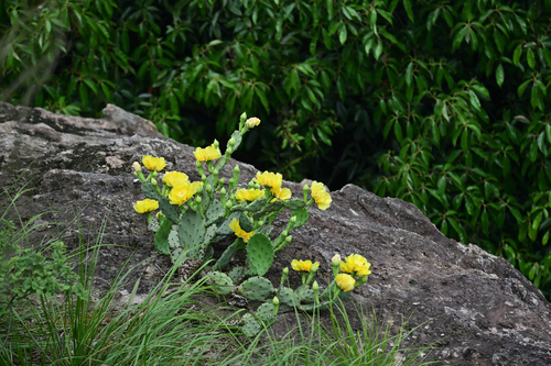 Eastern Pricklypear
