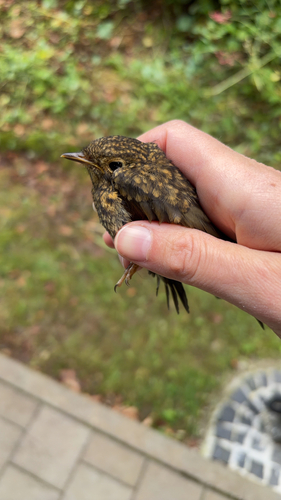 European Robin