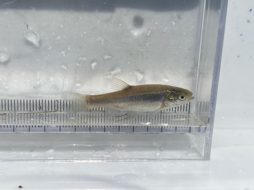 Kikuchi's minnow (Aphyocypris kikuchii) — Cyprinidae — 4