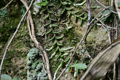 Pelatantheria scolopendrifolia