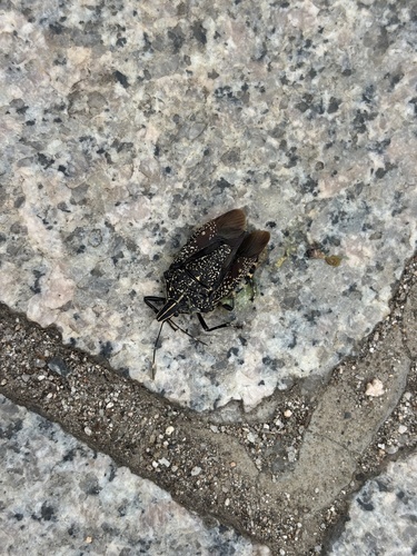Yellow-spotted Stink Bug