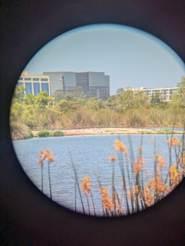 iNaturalist observation photo of Forster's Tern