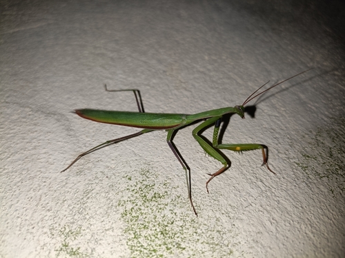 European Mantis