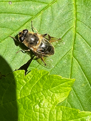 Common Drone Fly