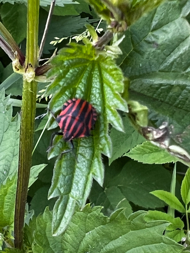 Continental Striped Shield Bug