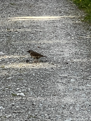 Song Thrush