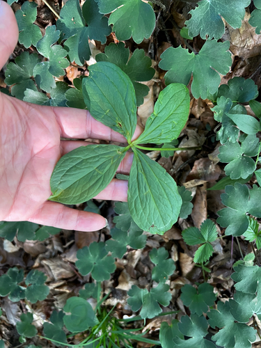 Herb Paris