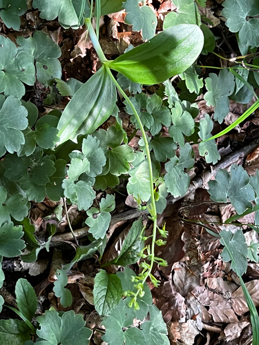 Common Twayblade