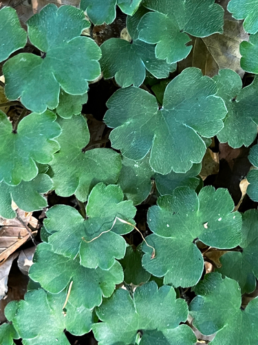 large blue hepatica