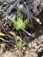 Daucus pusillus