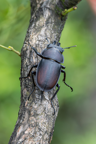 Neolucanus sinicus sinicus