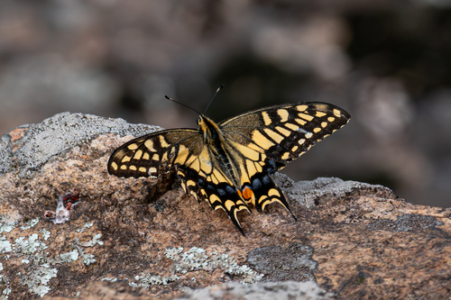 Old World Swallowtail