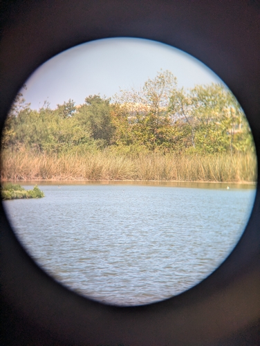 iNaturalist observation photo of Western Grebe