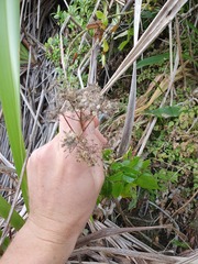 Scandia rosifolia
