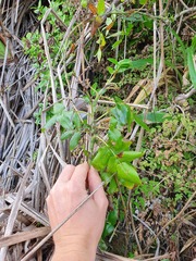 Scandia rosifolia