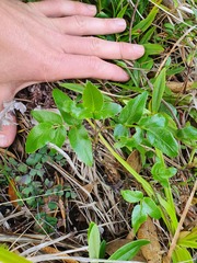 Scandia rosifolia