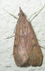 Udea ferrugalis