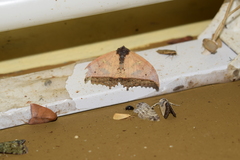 Pterocyclophora pictimargo