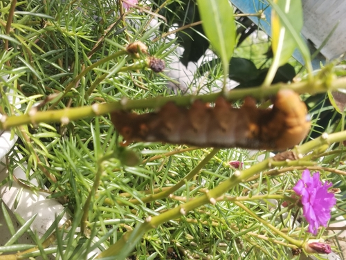 Oleander Hawkmoth