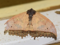 Pterocyclophora pictimargo