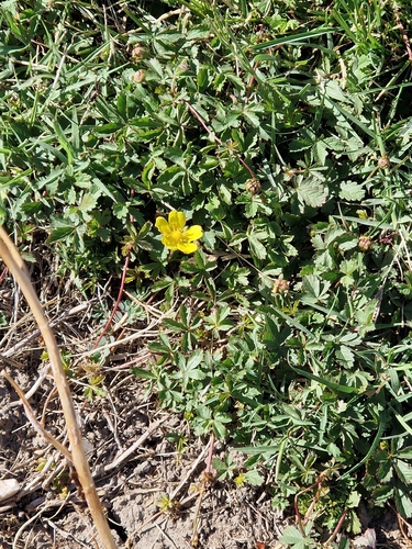 Creeping cinquefoil