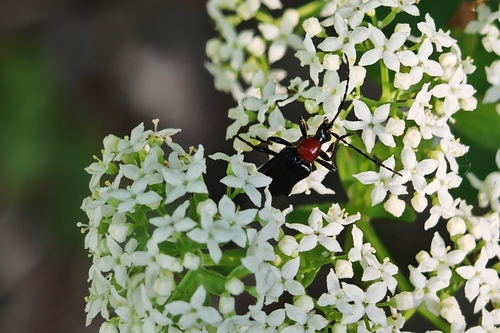 Dinoptera collaris photo 5