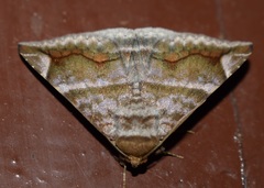 Buzara