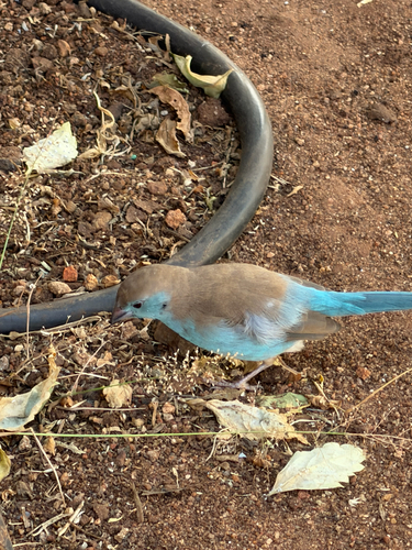 Southern Cordonbleu