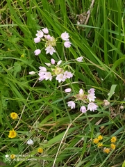 Allium roseum
