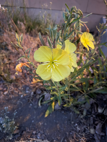 iNaturalist observation photo of tall evening primrose