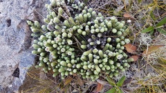 Helichrysum coralloides