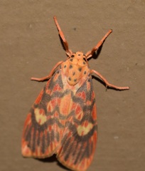 Ammatho cuneonotatus