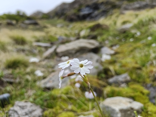 Primula munroi, 2026-06-13