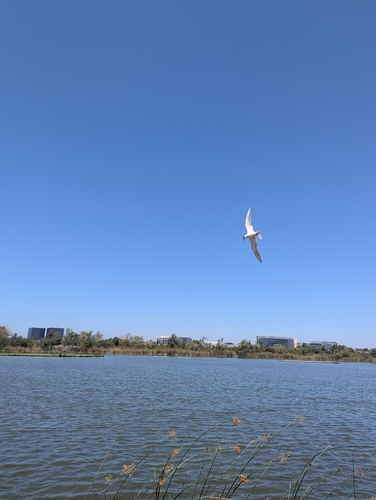 iNaturalist observation photo of Forster's Tern