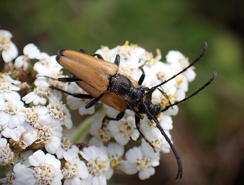 tawny longhorn beetle