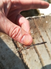 Brechmorhoga nubecula